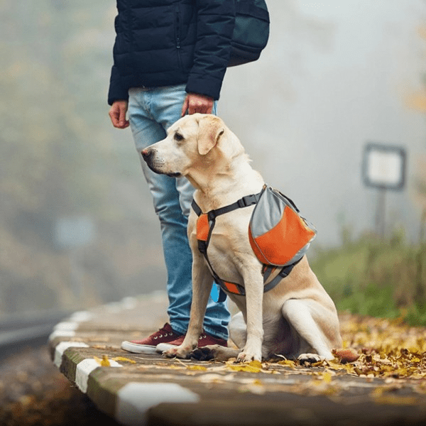Sac de Voyage Chien - DogBackpack™ - Orange - Les Pattes Nomades