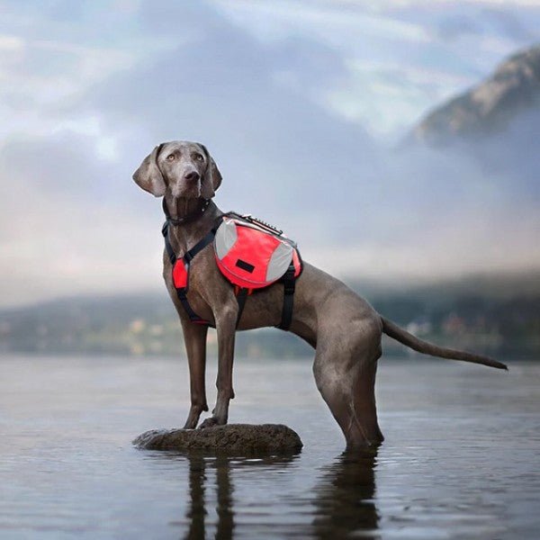 Sac de Voyage Chien - DogBackpack™ - Rouge - Les Pattes Nomades